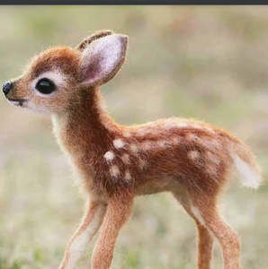 Meet your Posher, Sammy